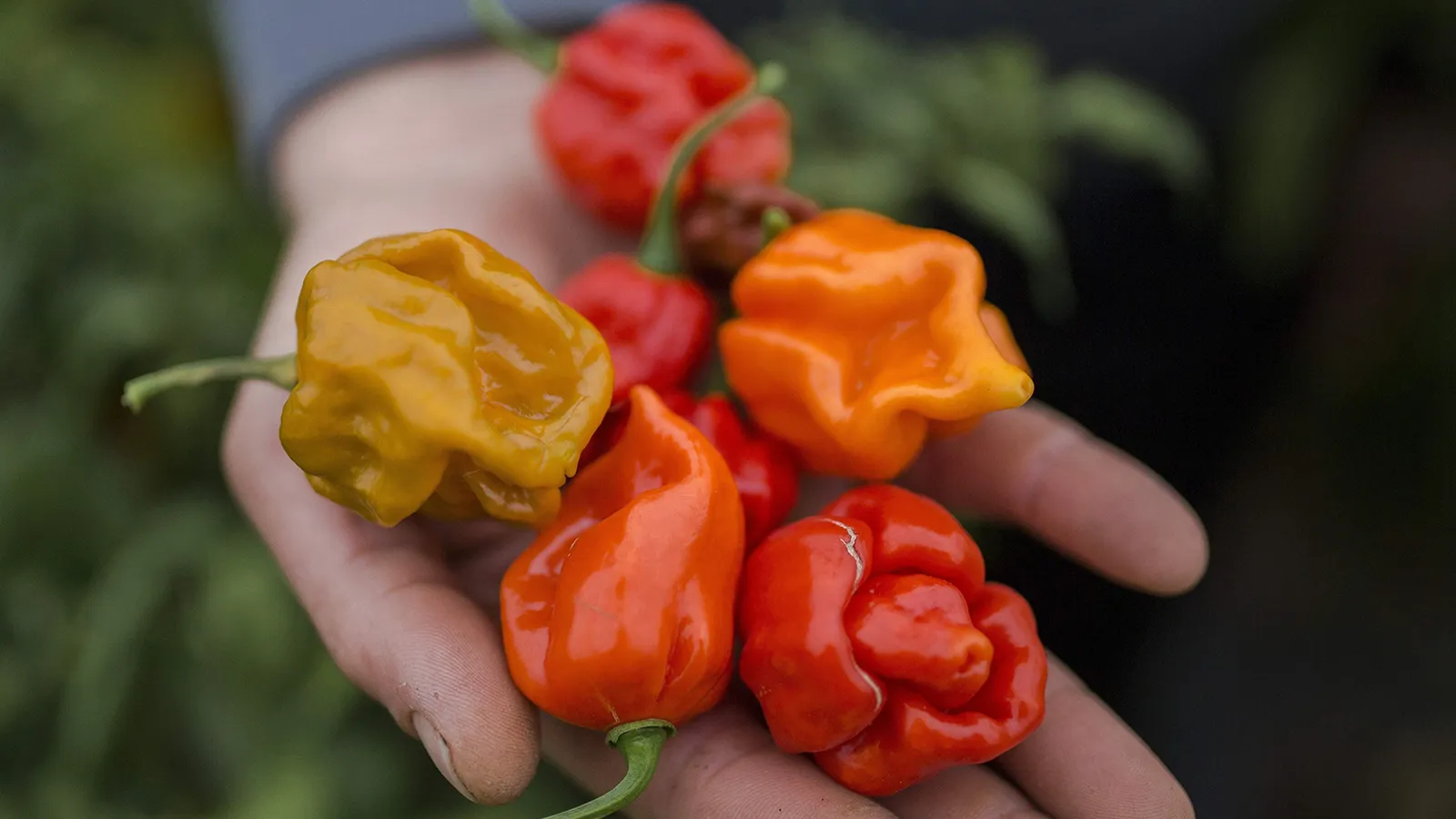 The Sizzle on the Hottest Pepper